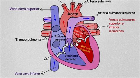 ¿cuáles Son Las Partes Del Corazón Y Sus Válvulas Educa T BiologÍa