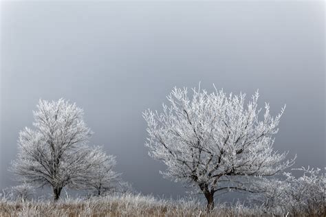 Free Images Tree Nature Branch Snow Winter Fog Mist Field