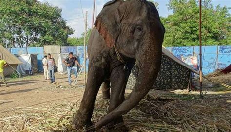 Elephants Are Rescued From Cruel Circus — And Then Forced To Go Back The Dodo