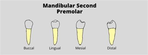 Mandibular Second Premolardental Morphology Dental Education Hub