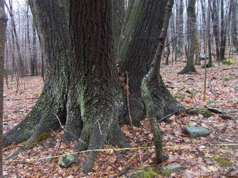 Two Of The 100 Biggest Trees In Connecticut Grow In Glastonbury
