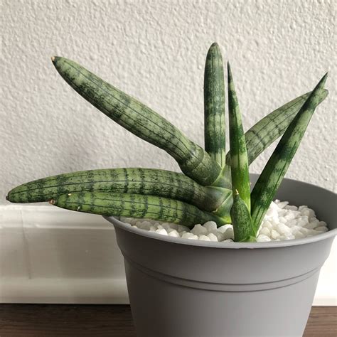 Sansevieria Cylindrica Boncel Starfish Snake Plant Boncel In