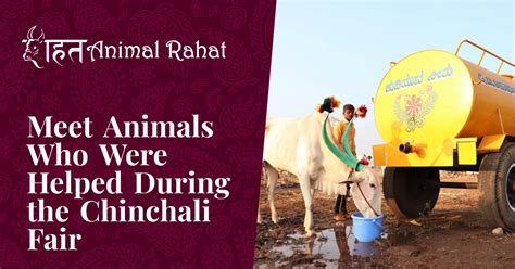 Meet Animals Who Were Helped During The Chinchali Fair Animal Rahat