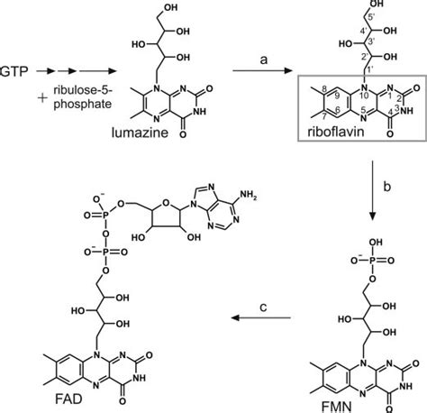Flavin Biosynthesis Gtp And Ribulose Phosphate Are The Educts In