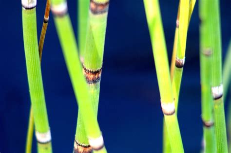 Reeds Free Stock Photo Public Domain Pictures