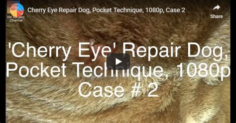 Whilst this surgery will cure your dog's cherry eye, it will also remove your dog's natural protection from wind, dirt et cetera and cause dry eye and its probable consequences. Cherry Eye Repair: Pocket Technique - Video by Vet Surgery ...