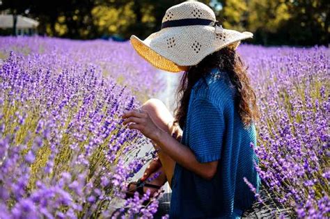 Lavender Day Tour Small Group Lavender Day Tour From Avignon
