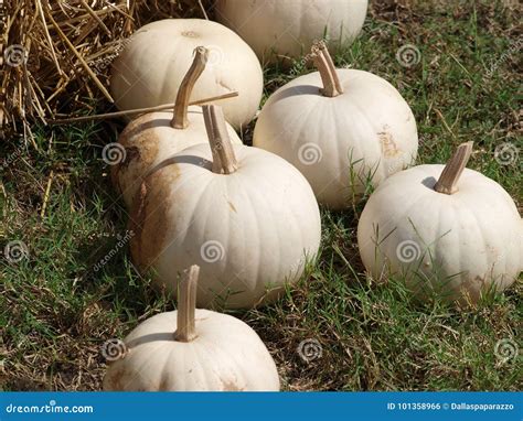 White Pumpkin Gourds Return Stock Photo Image Of Couple Last 101358966