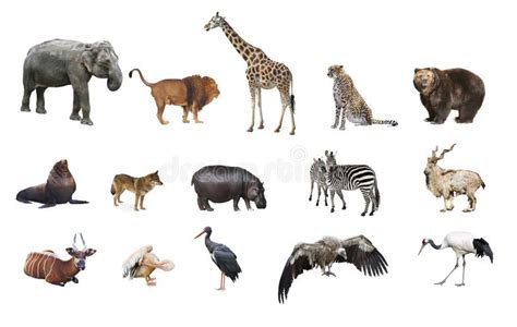 A Collage Of Wild Animals Stock Image Image Of Background 51339335