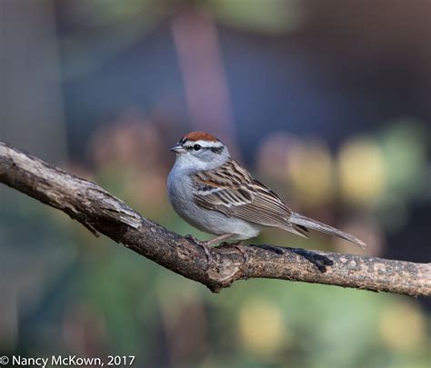Chipping Sparrows Welcome To