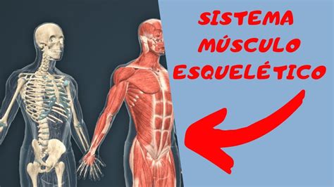 Sistema Músculo Esquelético By Top Youtube