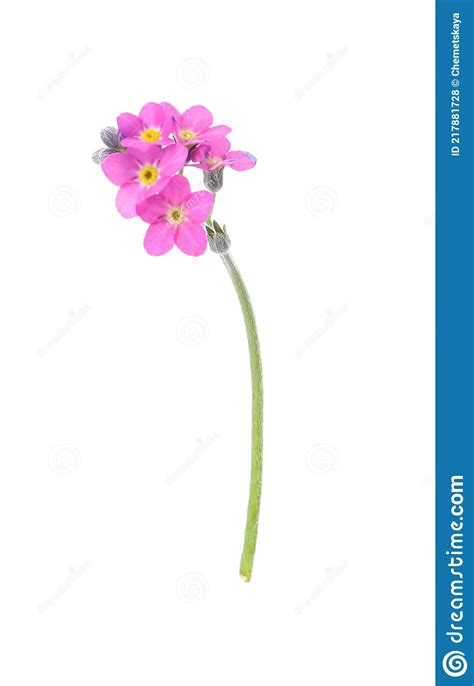Beautiful Pink Forget Me Not Flowers Isolated On White Stock Photo