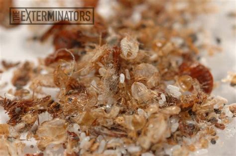 How Bed Bug Larvae Looks And Where To Find Them The Exterminators