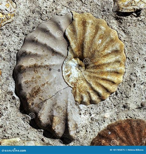 Seashell Mollusk Ammonite Fossil Background Stock Image Image Of