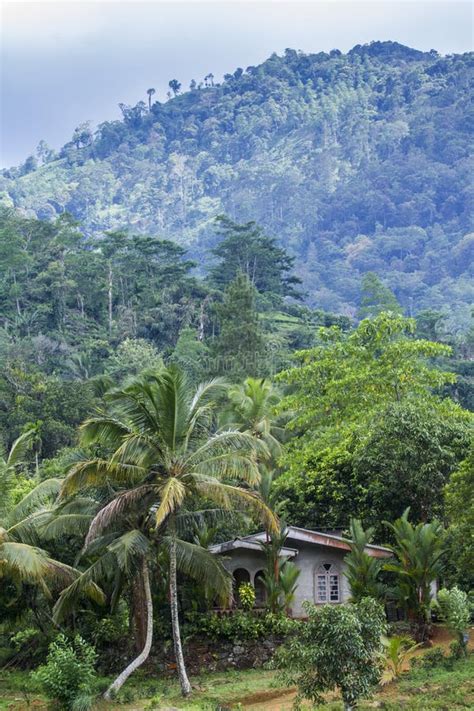 Regenwald In Sinharaja Forest Reserve Sri Lanka Stockfoto Bild Von
