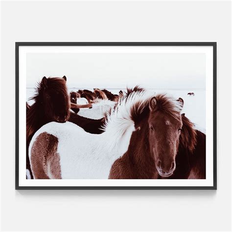 Icelandic Horses Framed Print Or Canvas Wall Art 41 Orchard