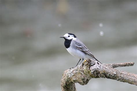 Und ist die bachstelze gelb gefärbt? Bachstelze Foto & Bild | tiere, wildlife, wild lebende ...