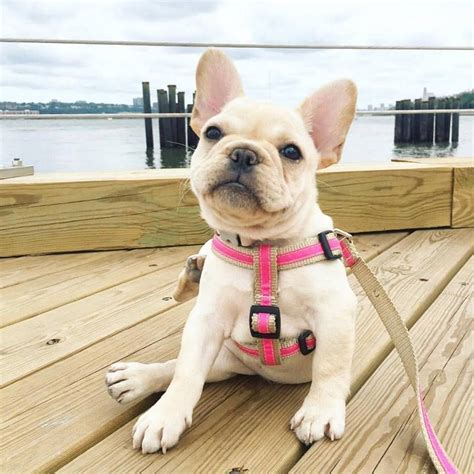 This group was formed to be a place for french bulldogs and their owners to socialize safely and in a fun. French Bulldog Puppy In Riverside Park in NYC's Upper West ...