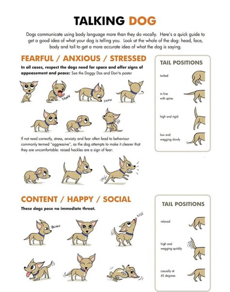 What Are Signs Of Aggression In Dogs
