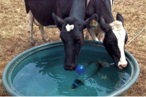 Manejos Y Cuidados De La Vaca Lechera Durante La TransiciÓn Ganaderia