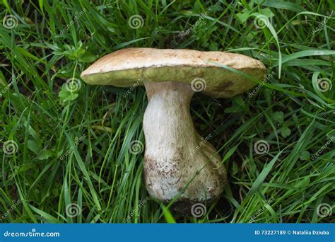 Big White Mushroom Lying In The Grass Closeup Stock Image Image Of