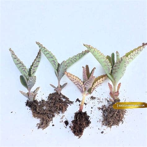 Kalanchoe X Houghtonii Rooted Plant Succulent Plants Uk