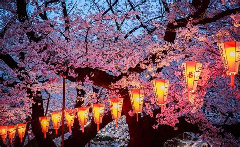 17 Magical Pics Of Japans Cherry Blossom By National Geographic