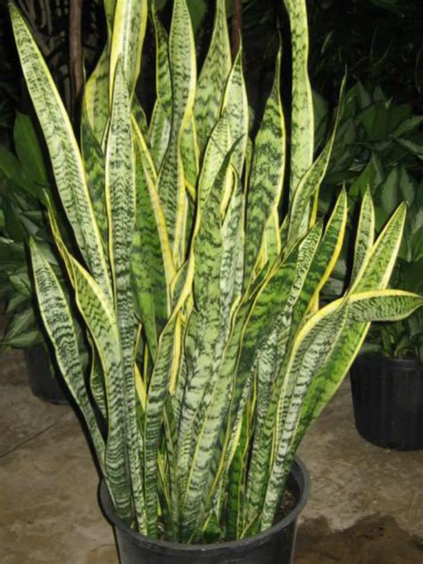 Sansevieria Trifasciata Laurentii Striped Mother In Laws Tongue