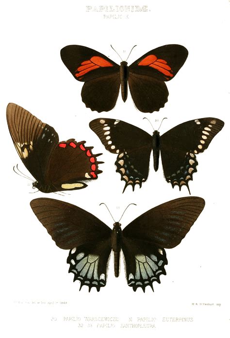 Vintage Butterfly Illustrations Print The Graffical Muse
