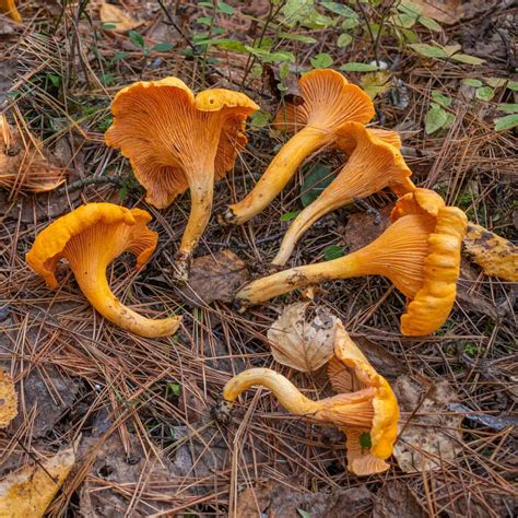 10 Underrated Wisconsin And Minnesota Mushrooms Forager Chef