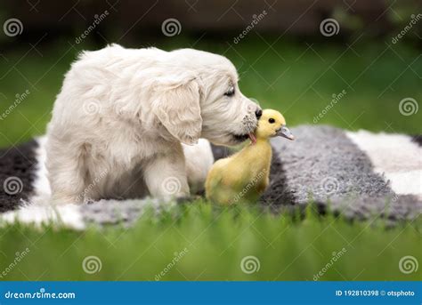 Golden Retriever Puppy Licking A Duckling Outdoors Stock Photo Image