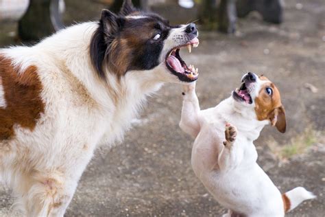 Do You Know What To Do If Your Dog Bites Colorado Shiba Inu Rescue
