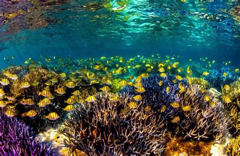 Ningaloo Reef Exotic And Unique Paradise