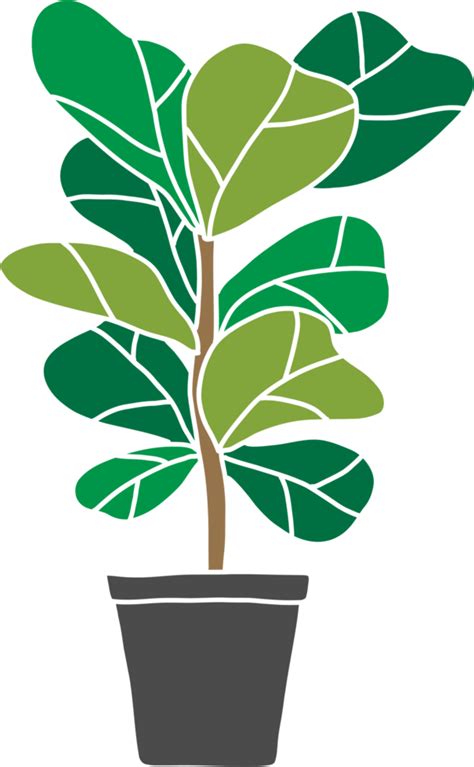 Freehand Sketch Drawing Of Fiddle Leaf Fig Tree 11651254 Png