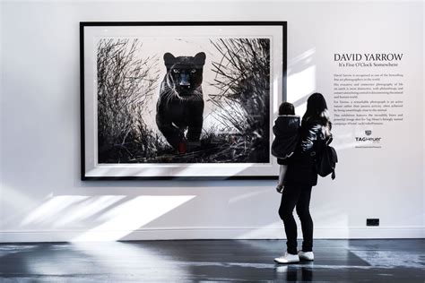 David Yarrow Black Panther 2018 Maddox Gallery