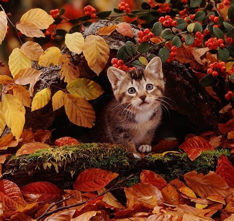 Kitten In A Fall Leaves Fall Leaves Kitten Cats Animals Hd