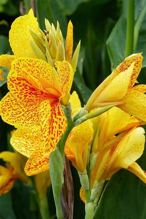 Buy Golden Lucifer Canna Lily Tropical Foliage Online
