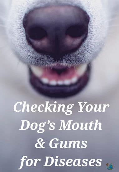 Checking Your Dogs Mouth And Gums For Diseases Dogloverstore
