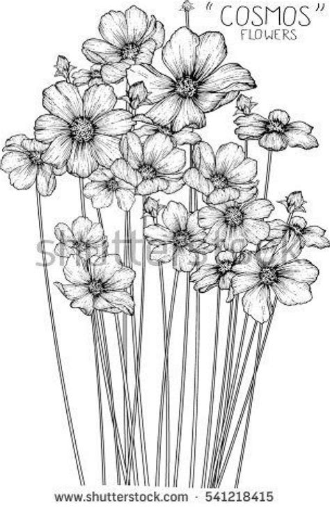 cosmos flowers drawing illustration vector and clip-art. #