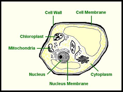 10 best How to learn about the parts of plant and animal cells. images