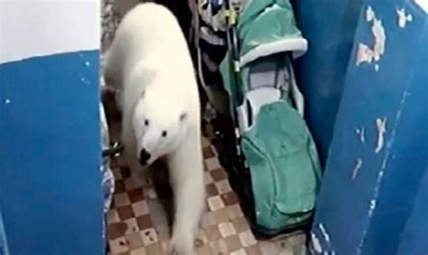 A Mass Invasion Of Polar Bears Is Terrorising An Island Town Climate