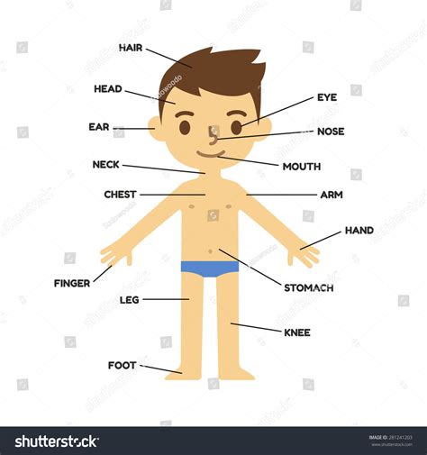 Body layout organs human body parts list rihannas photos. My Body Educational Infographic Chart Kids Stock Vector 281241203 - Shutterstock
