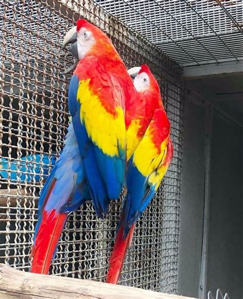 Here at maxi parrots, we reach a network of millions of active users, who are proud to proclaim trust and satisfaction over the years. parrots for sale, buy parrots online, parrots eggs, macaws ...