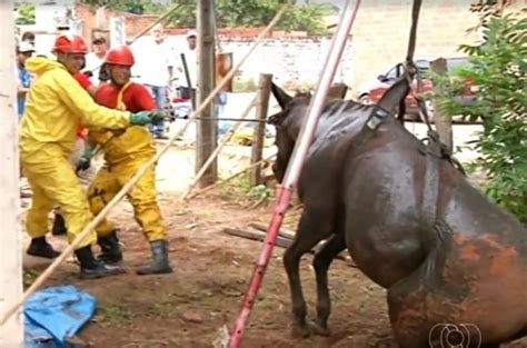 Bombeiros resgatam cavalo que invadiu casa e caiu dentro de fossa em