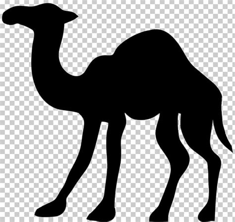 Camel Silhouette Png Clipart Animals Arabian Camel Art Black And