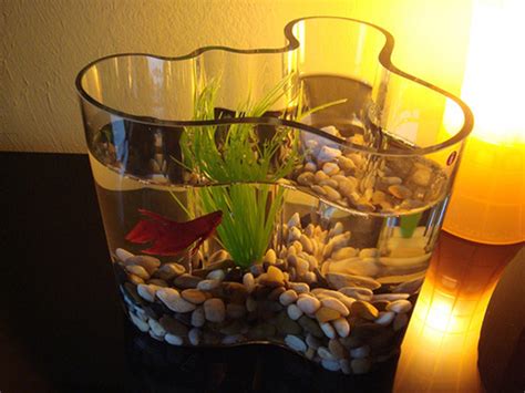 Look Joels Savoy Vases Betta Fish Tank Cool Fish Tanks Aquarium