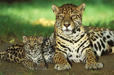 Jaguar Panthera Onca Mother With Cub Stock Image Image Of Adult