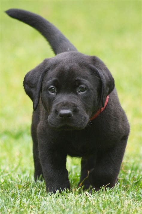 Labrador Retriever Puppies 25 Cute And Cuddly Pups Talk To Dogs