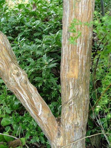 Garden Housecalls - 10 Trees with Peeling or Flaking Bark