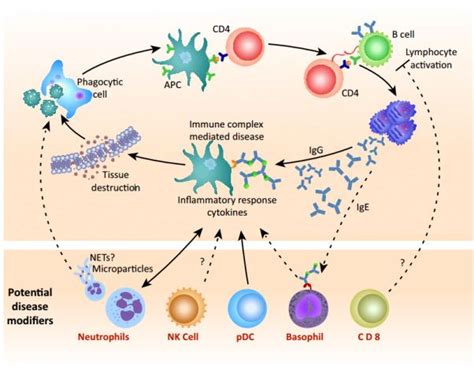 Immunology Creative Diagnostics